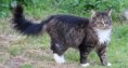 /album/cuarto-r-varios/d-267-gato-jpeg/